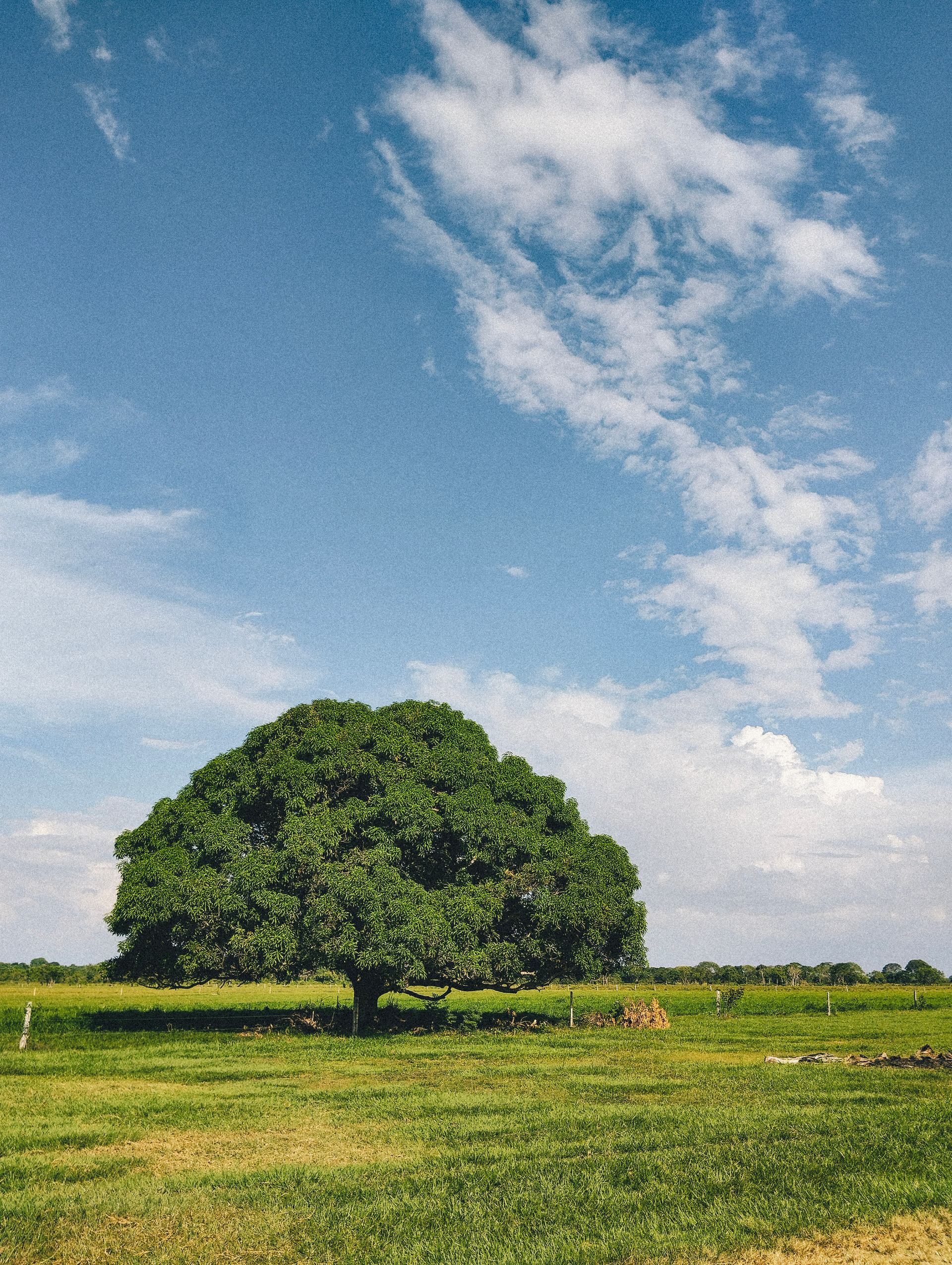 Llanos Orientales